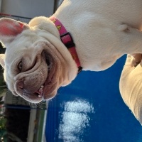 Fransız Bulldog, Köpek  Jose fotoğrafı