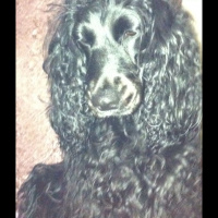 Amerikan Cocker Spaniel, Köpek  Lucy fotoğrafı