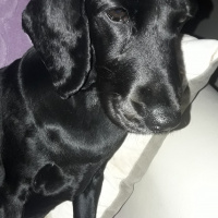 Amerikan Cocker Spaniel, Köpek  Lucy fotoğrafı