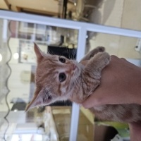 Tekir Kedi, Kedi  Yumak fotoğrafı