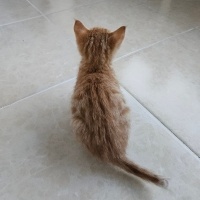 Tekir Kedi, Kedi  Yumak fotoğrafı