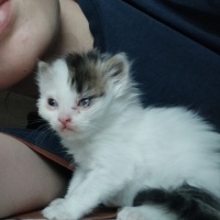 Tekir Kedi, Kedi  Fluffy fotoğrafı