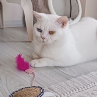 British Shorthair, Kedi  Bulut fotoğrafı