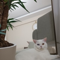 British Shorthair, Kedi  Bulut fotoğrafı