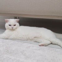 British Shorthair, Kedi  Bulut fotoğrafı