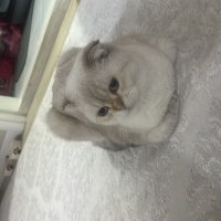 Scottish Fold, Kedi  Kaymak fotoğrafı
