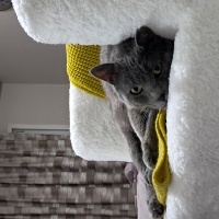 Mavi Rus, Kedi  Rengar fotoğrafı