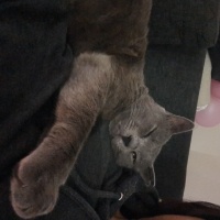 Mavi Rus, Kedi  Rengar fotoğrafı