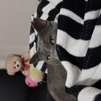 Mavi Rus, Kedi  Rengar fotoğrafı