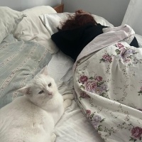Ankara Kedisi, Kedi  Cozy fotoğrafı