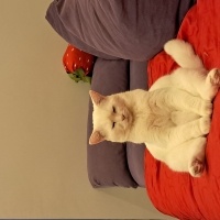 Ankara Kedisi, Kedi  Cozy fotoğrafı