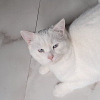 Ankara Kedisi, Kedi  Cozy fotoğrafı