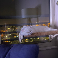 İran Kedisi (Persian), Kedi  Grinch fotoğrafı