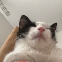 Tekir Kedi, Kedi  Zorro fotoğrafı