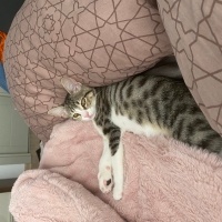 Tekir Kedi, Kedi  Pakize fotoğrafı