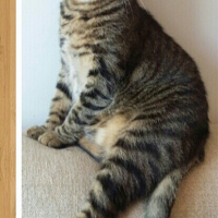 Tekir Kedi, Kedi  PATİ fotoğrafı