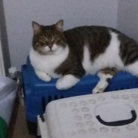 Tekir Kedi, Kedi  YUMAK fotoğrafı