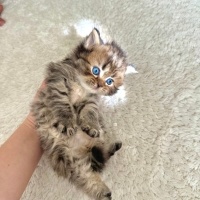 British Longhair, Kedi  Badem fotoğrafı