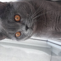 British Shorthair, Kedi  Duman fotoğrafı