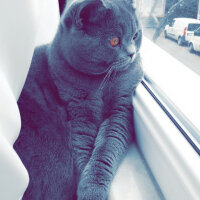 British Shorthair, Kedi  Duman fotoğrafı