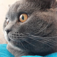 British Shorthair, Kedi  Duman fotoğrafı