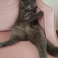 British Shorthair, Kedi  Duman fotoğrafı