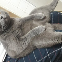 British Shorthair, Kedi  Duman fotoğrafı