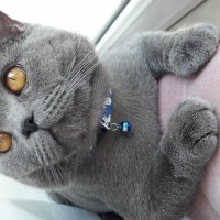 British Shorthair, Kedi  Duman fotoğrafı