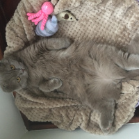 Scottish Fold, Kedi  Mia fotoğrafı