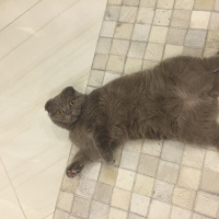 Scottish Fold, Kedi  Mia fotoğrafı