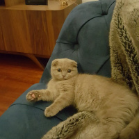 Scottish Fold, Kedi  Mia fotoğrafı