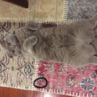Scottish Fold, Kedi  Mia fotoğrafı