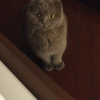 Scottish Fold, Kedi  Mia fotoğrafı