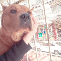 Chow Chow (çin Aslanı), Köpek  Zeus fotoğrafı