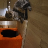 Scottish Fold, Kedi  Lucifer fotoğrafı