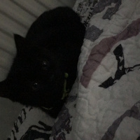 Tekir Kedi, Kedi  Mardy fotoğrafı