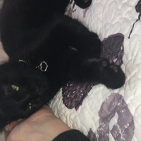 Tekir Kedi, Kedi  Mardy fotoğrafı