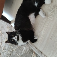 British Shorthair, Kedi  Zeytin fotoğrafı