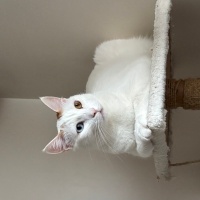 Tekir Kedi, Kedi  Nugget fotoğrafı