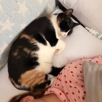 Tekir Kedi, Kedi  Brownie fotoğrafı