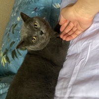 British Shorthair, Kedi  Bal fotoğrafı