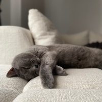 British Shorthair, Kedi  Bal fotoğrafı