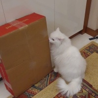 Ragdoll, Kedi  CİNDY fotoğrafı