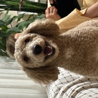 Poodle(Standart Kaniş), Köpek  Odie fotoğrafı