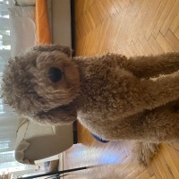 Poodle(Standart Kaniş), Köpek  Odie fotoğrafı