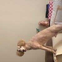 Poodle(Standart Kaniş), Köpek  Odie fotoğrafı