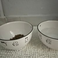 Tuxedo (Smokin) Kedi, Kedi  Leke fotoğrafı