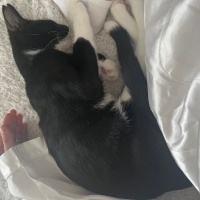 Tuxedo (Smokin) Kedi, Kedi  Leke fotoğrafı