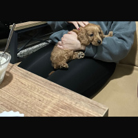 Poodle(Standart Kaniş), Köpek  Cookie fotoğrafı