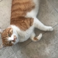 Sarman, Kedi  Karamel fotoğrafı